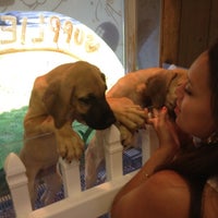 the puppy experience