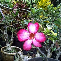 Review Taman toraja tanjung bunga