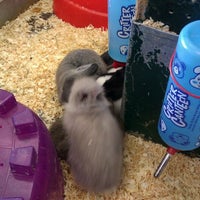 elliott's pet store