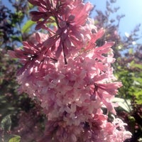 Photo taken at Hilda Klager Lilac Gardens by Diana H. on 5/10/2012