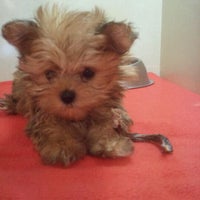 Photo taken at Pocket Puppies by Alisa M. on 9/9/2011