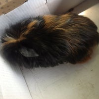 Klinik Veterinar Family - Veterinarian in Kota Tinggi