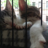 Photo taken at Manhattan Cat Specialists by Brad R. on 5/8/2012