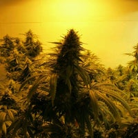 Photo taken at Sanctuary - Medical Cannabis Boutique by Esme Chloe K. on 8/4/2012
