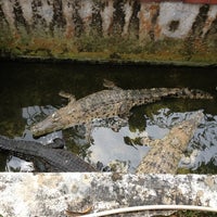 Photo taken at Singapore Crocodile Farm by Kelvin H. on 12/15/2011