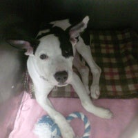 11/14/2011にSalena M.がLittle Shelter Animal Rescue &amp;amp; Adoption Centerで撮った写真