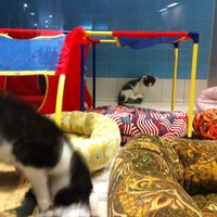 lucky paws coronado center