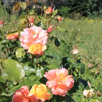5/26/2012にKaren f.がDragonfly Floralで撮った写真