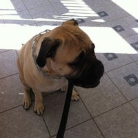 vca all creatures animal hospital