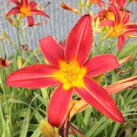 Photo taken at Southbranch Nursery Co. by Southbranch N. on 6/4/2012