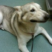 Photo taken at Kleinbrook Animal Hospital by Reyna E. on 9/3/2011