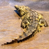 Photo taken at Jungle Crocodile Safari by Jon H. on 4/25/2012