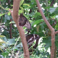 Photo taken at Butterfly Exhibit by Angela R. on 2/18/2012