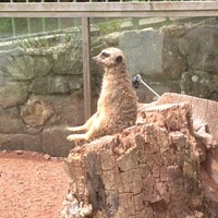 Foto scattata a Dartmoor Zoological Park da John H. il 6/30/2012