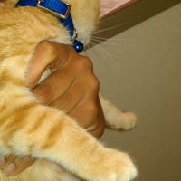 vca wiles animal hospital