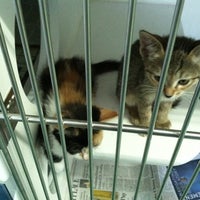Photo taken at Miami Dade Animal Services by @Dayngr on 7/31/2011