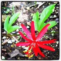 Photo taken at Passiflora Garden by a W. on 8/13/2012