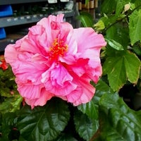 Fotos Em Dcmホーマック 瀬谷店 瀬谷区 Yokohama 神奈川県
