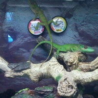 petco near kings plaza