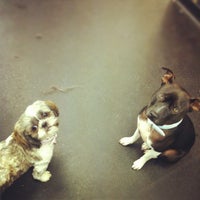 Photos At Cockerpoodledoos Pet Service