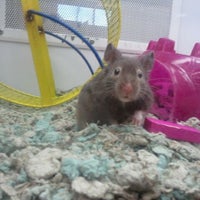 Petco near cheap kings plaza
