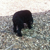 Pitner Road Dog Park Dog Run