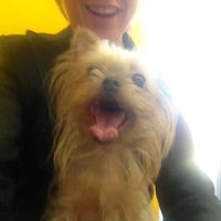 Chicago Pet Clinic Veterinario En Chicago