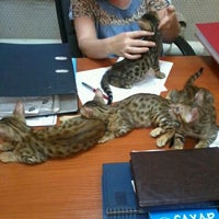 Photo taken at Клуб любителей кошек &amp;quot;Симба&amp;quot; by Radmira V. on 8/1/2012