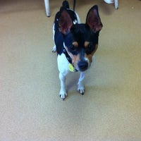 vca wellington animal hospital