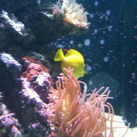 Photo taken at Kipp Memorial Aquarium by Kese S. on 2/12/2012