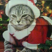 Photo taken at Santa Cat House by Aundrea C. on 12/11/2011