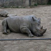 Photo taken at White Rhino Exhibit by Lindsey N. on 4/22/2012
