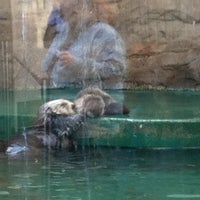 Seattle Aquarium Sea Otters - Pike Place - Seattle, WA