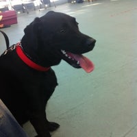 The Animal Foundation (Lied Animal Shelter) - Las Vegas, NV