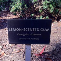 Photo taken at Lemon-Scented Gum Tree (Eucalyptus Citriodora by MD R. on 4/22/2012