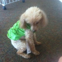Doodle Dog Bakery 1 tip