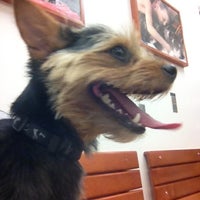 petsmart elston banfield