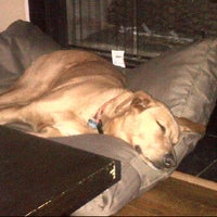 Barking Hound Village Lofts Poncey Highland 5 Tips [ 200 x 200 Pixel ]