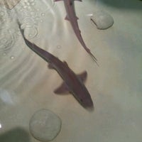 Photo taken at Shark  Exhibit by Alisia L. on 7/19/2012