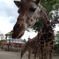 Photo prise au Jardin zoologique et botanique de Budapest par Vera N. le5/6/2012