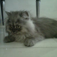Rumah Kucing Petshop Kittens Park Pet Store In Dki Jakarta