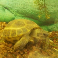 petco near kings plaza