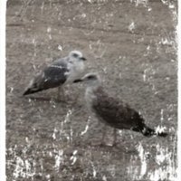 Photos At Plage Nord De Port Camargue Port Camargue