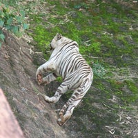 Photo taken at Nandankanan Zoological Park by Subrat D. on 8/10/2012