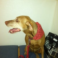 vca almaden animal hospital