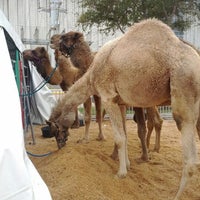 Photo taken at HLSR Camel Rides by Ebonie B. on 2/27/2012