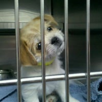 Photo taken at Southeast Area Animal Control Authority by Flower H. on 12/24/2011