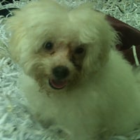 middle earth pet shop