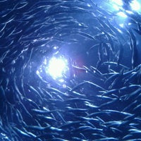 รูปภาพถ่ายที่ Aquarium of the Bay โดย Celia C. เมื่อ 8/31/2012