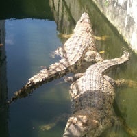 Photo taken at Singapore Crocodile Farm by Estee L. on 2/4/2011